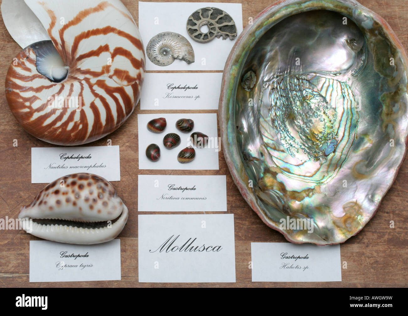 Classification of molluscs in a museum display Stock Photo