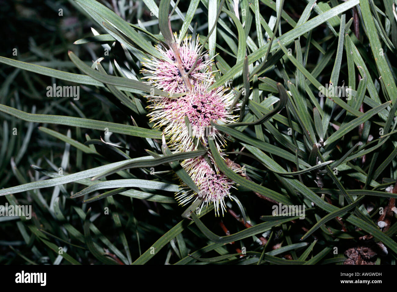 Pincushion Hakea hybrid- Hakea laurina hybrid Stock Photo