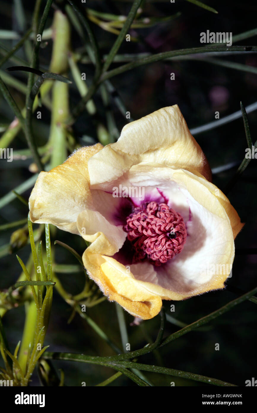 Alyogyne hakeifolia. syn Cienfuegosia hakeifolia- Family Malvaceae Stock Photo