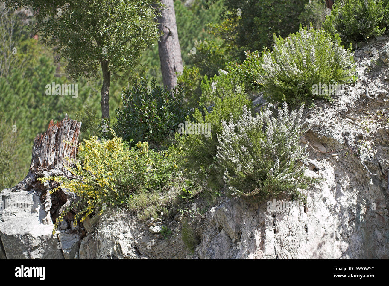 Tree heath Erica arborea Genista cinerea growing on rocks Verjellu Valley Corsica France Stock Photo
