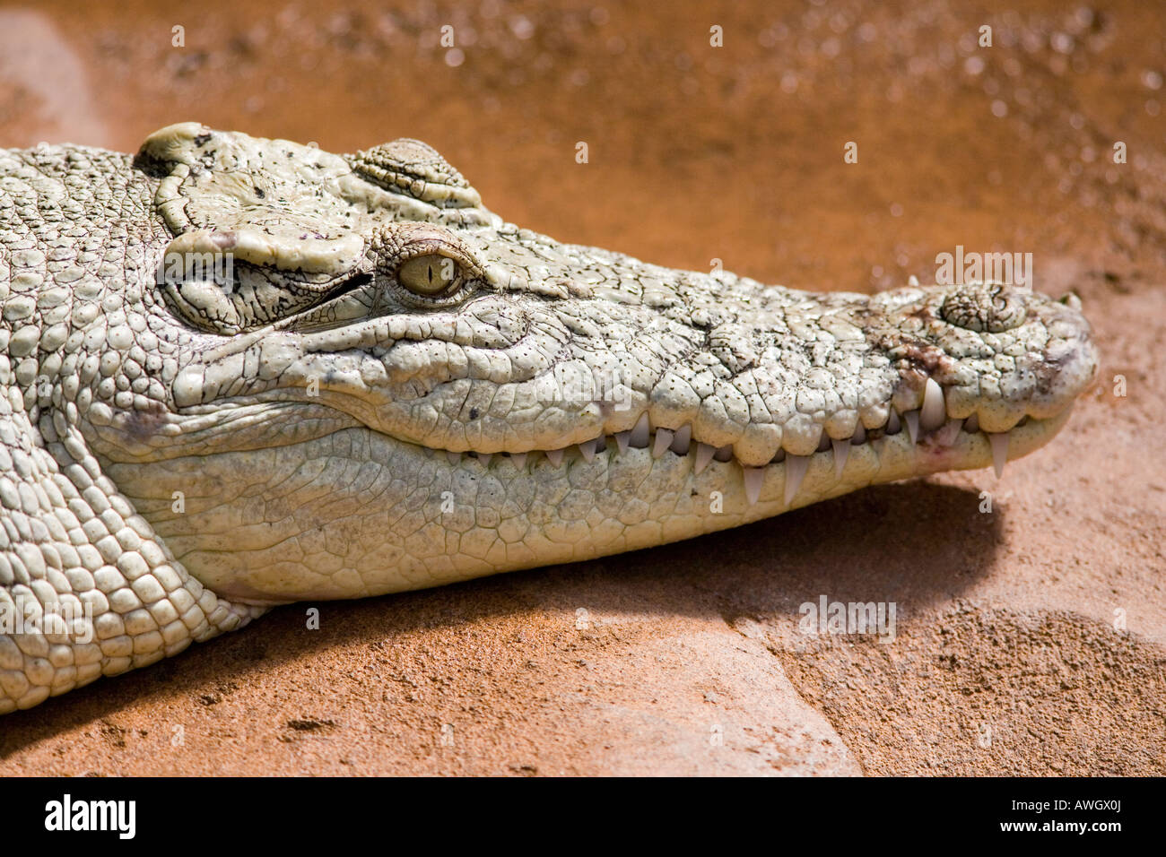 Huge alligators hi-res stock photography and images - Alamy