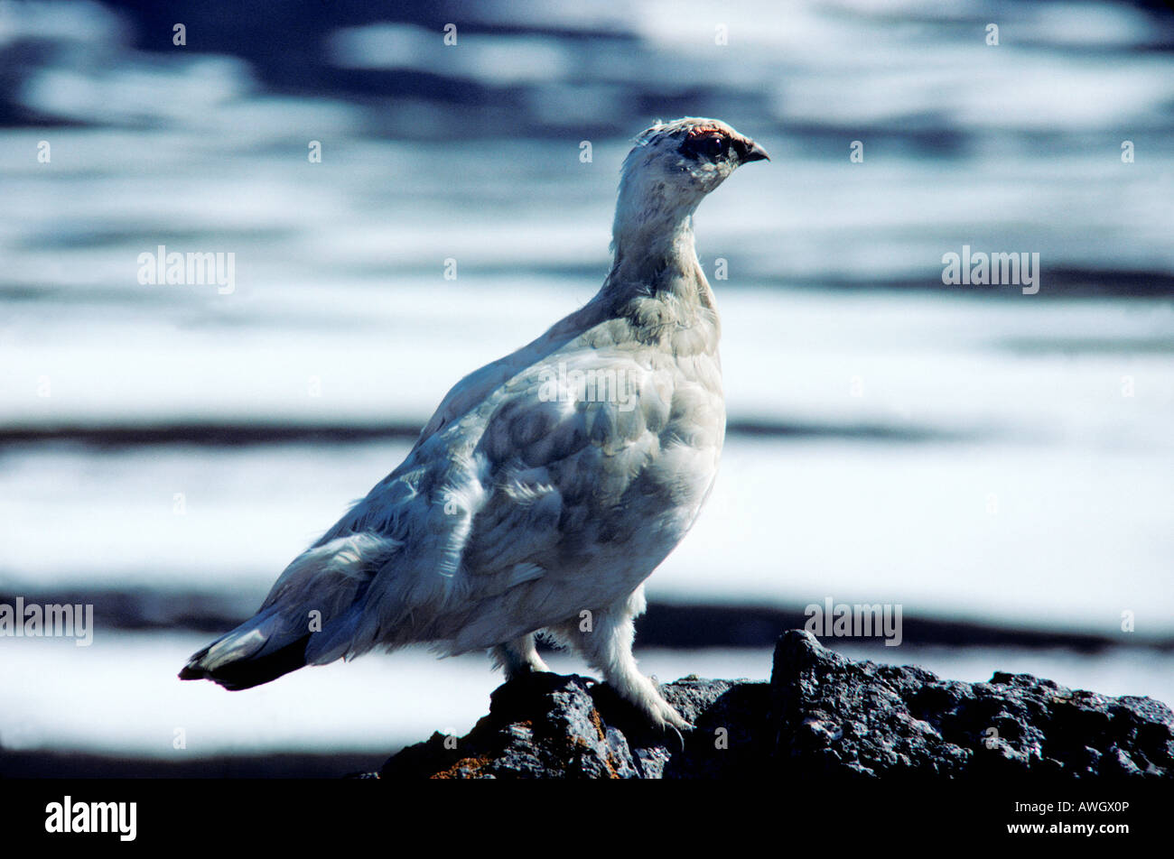 lagopede Alpenschneehuhn Ptarmigan Lagopus mutus Lagopus muta female walking on snow Alpen Schneehuehner Alpen Schneehuhn animal Stock Photo