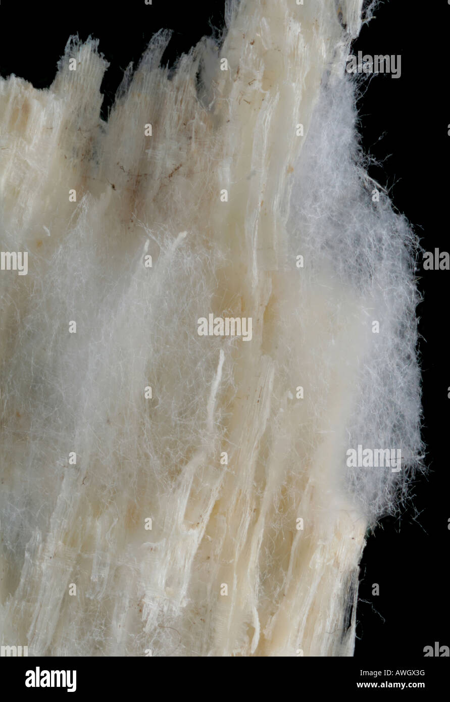 Mycelium of a white rot fungus Stock Photo