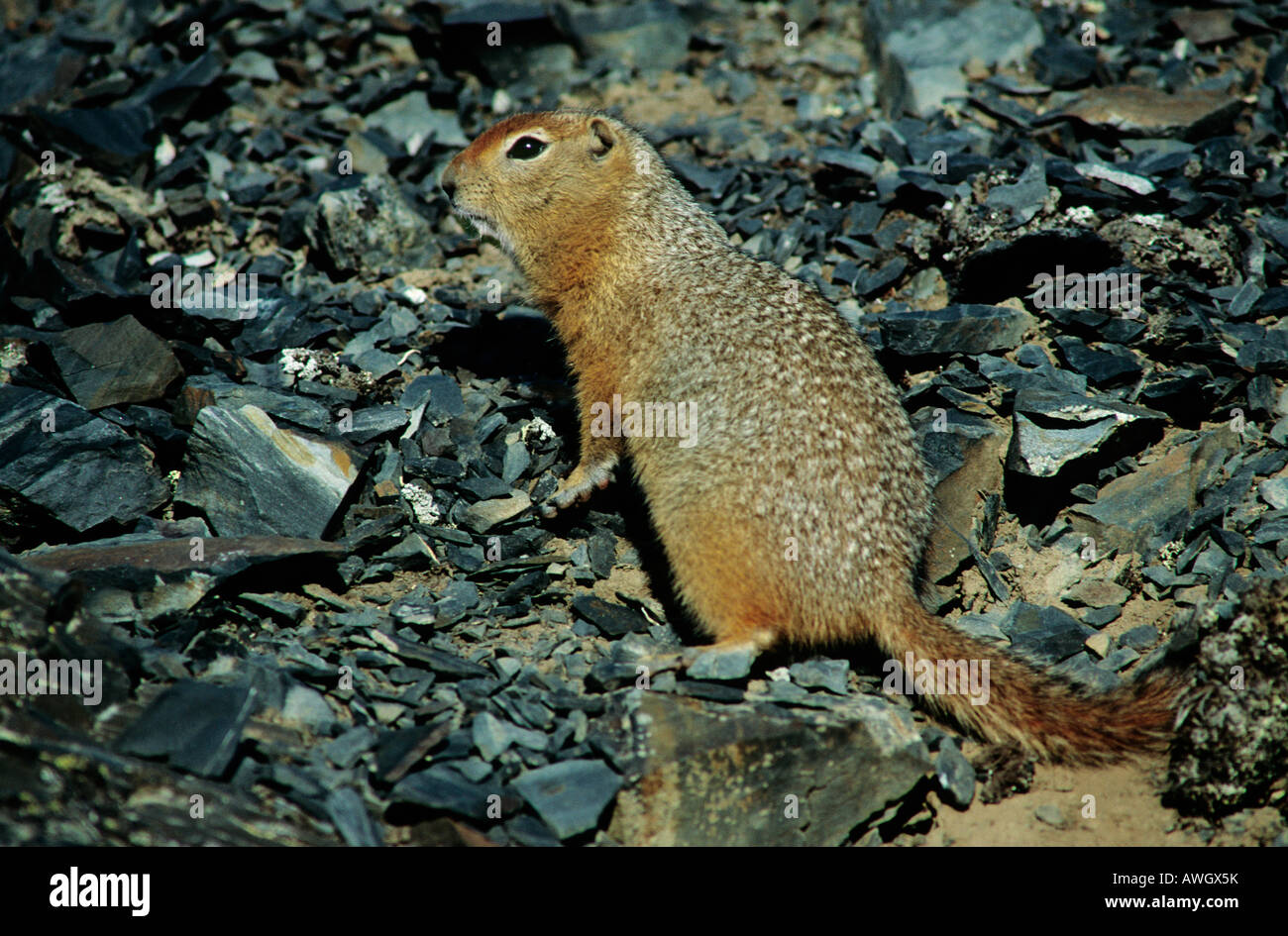 Ground Squirell watching around Spermophile d Europe Spermophilus Citellus Action Actions Adult Adults Alone Be careful Being ca Stock Photo