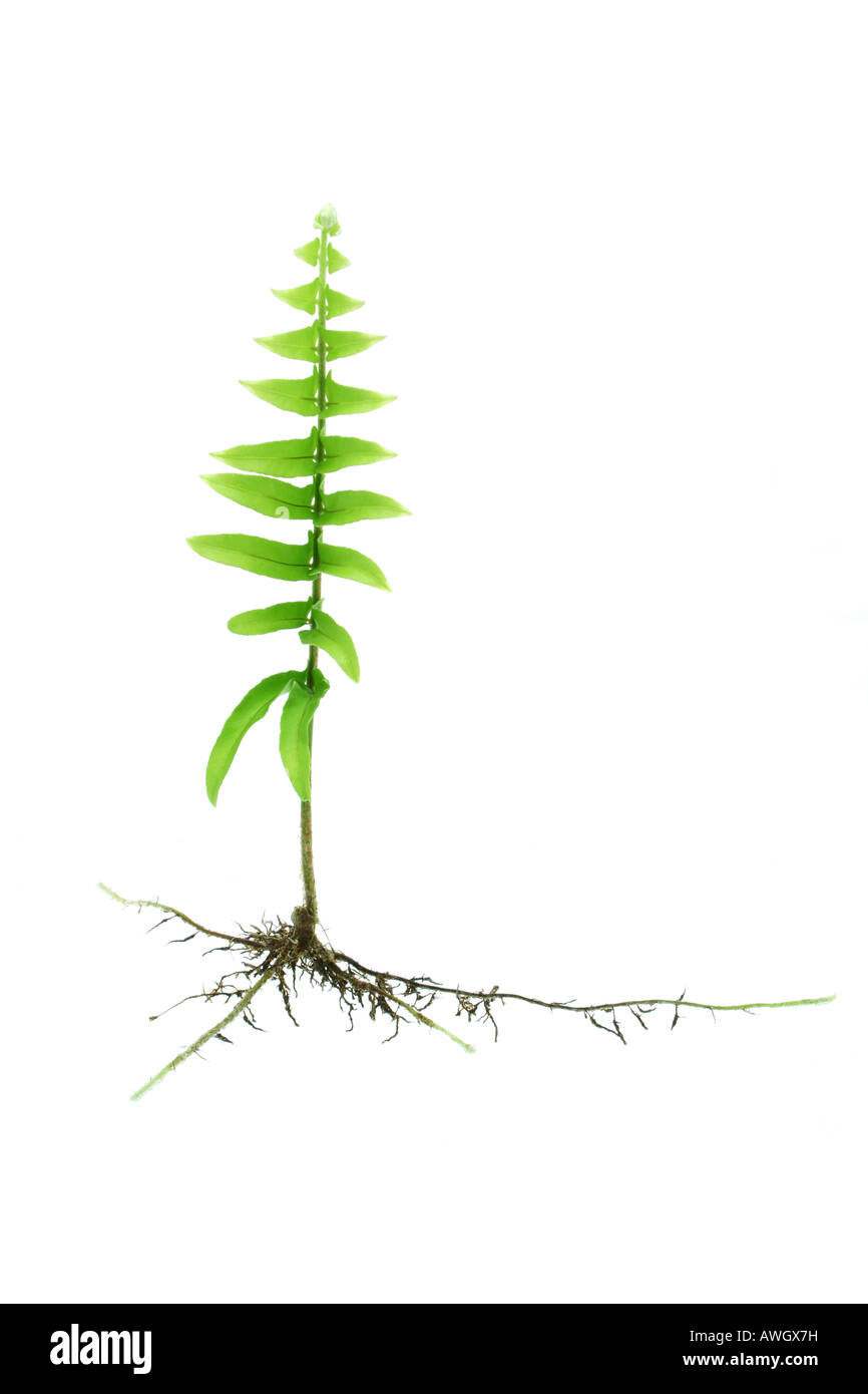 Young growing fern plant with roots isolated on white background Stock Photo