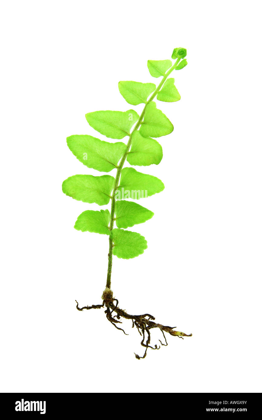 Young growing fern plant isolated on white background Stock Photo