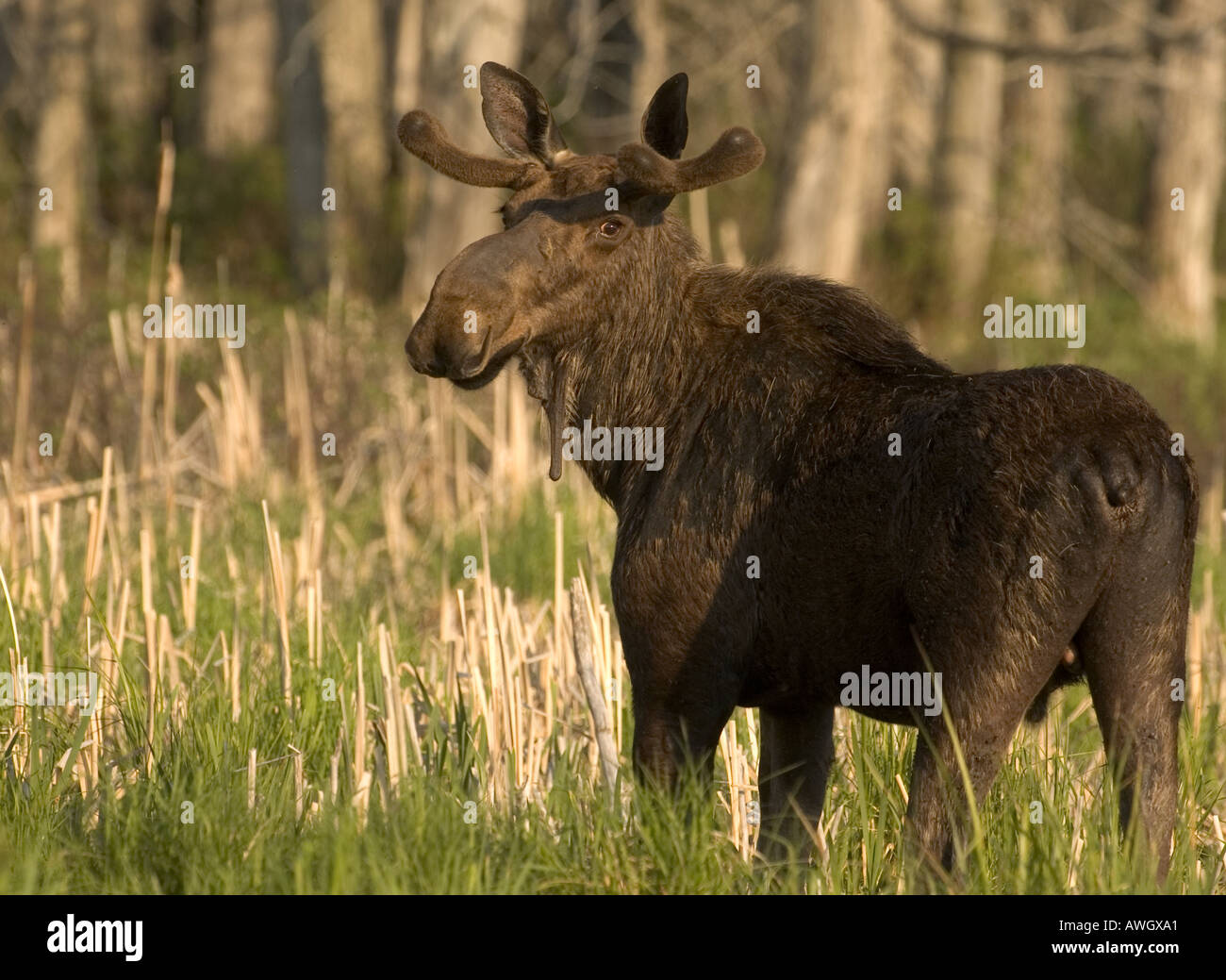 A moose looks to his side in a field in Vermont Stock Photo Alamy