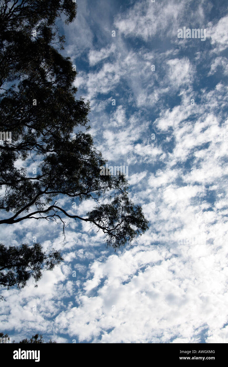 Stratocumulus, Altocumulus and Cirrus Clouds Stock Photo