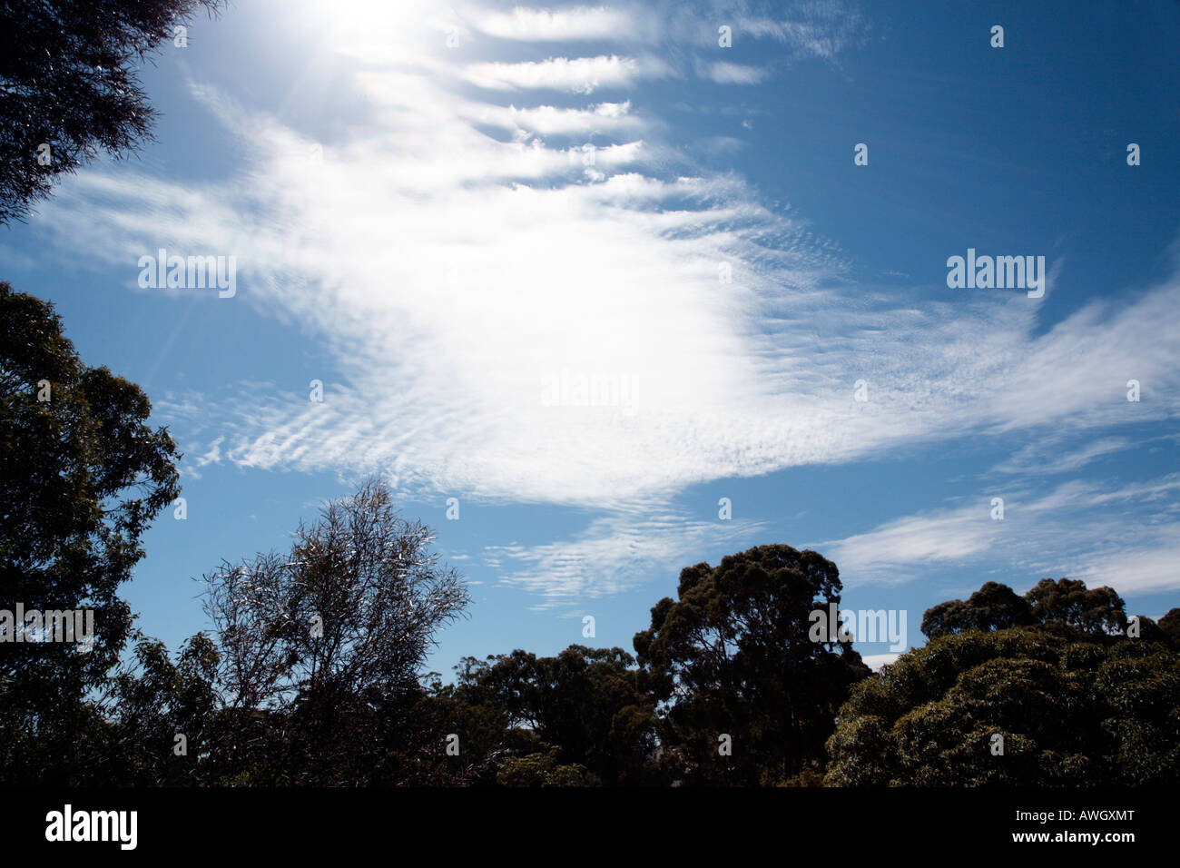 Altocumulus Undulatus Cloud Stock Photo