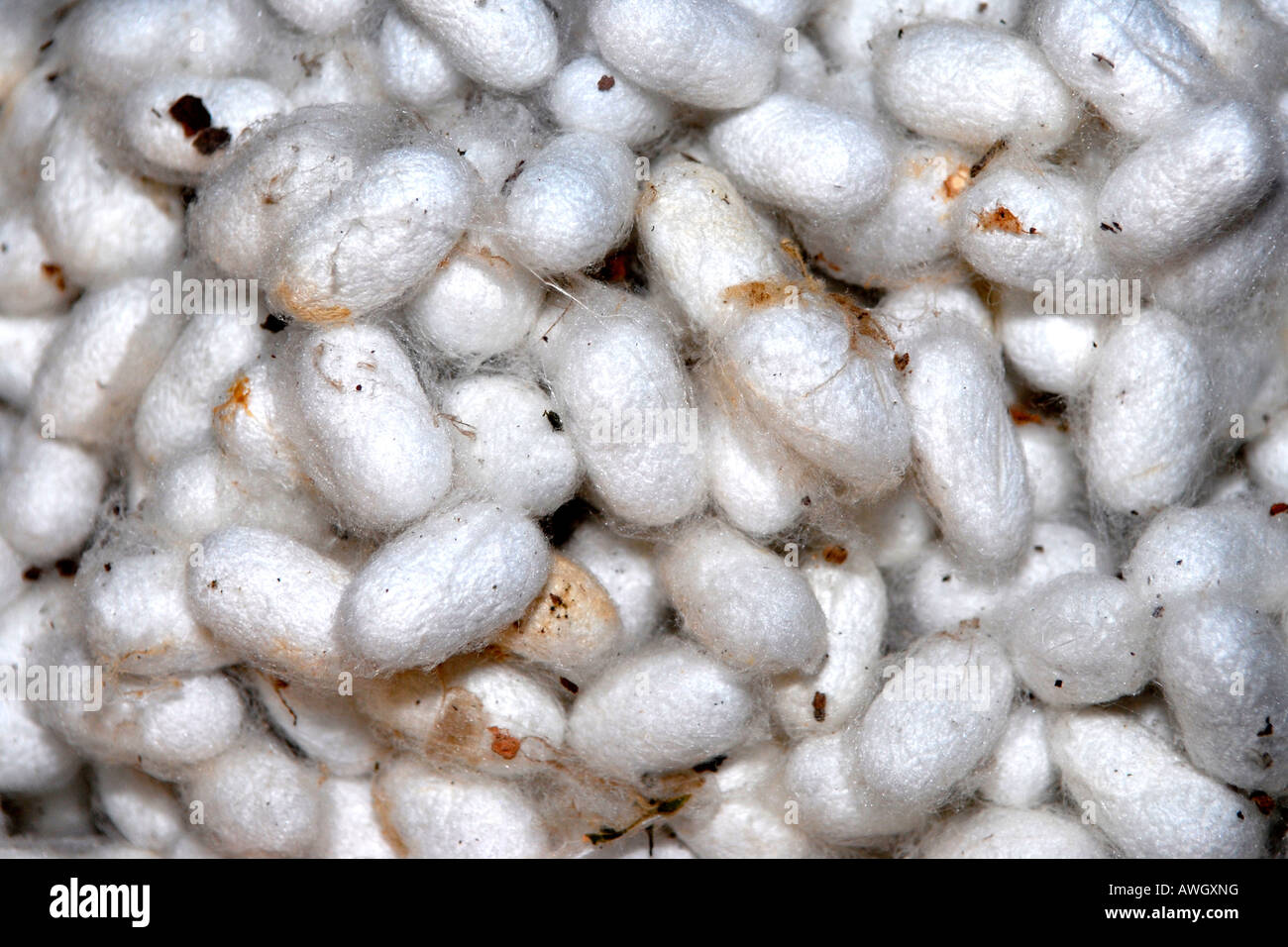 Asia Far East Vietnam Hoi An traditional Vietnamese silk garment factory , silk worm pupae ready to be prepared for spinning Stock Photo