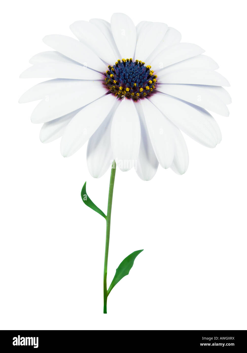 High Key photo of a marigold Stock Photo