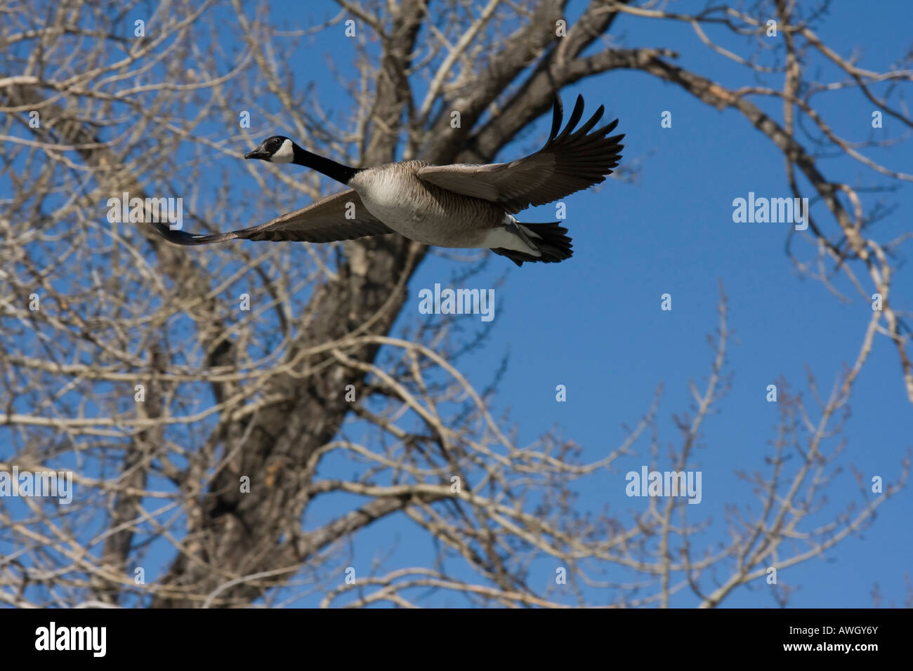 Goose in flight in Calgary, Alberta Stock Photo