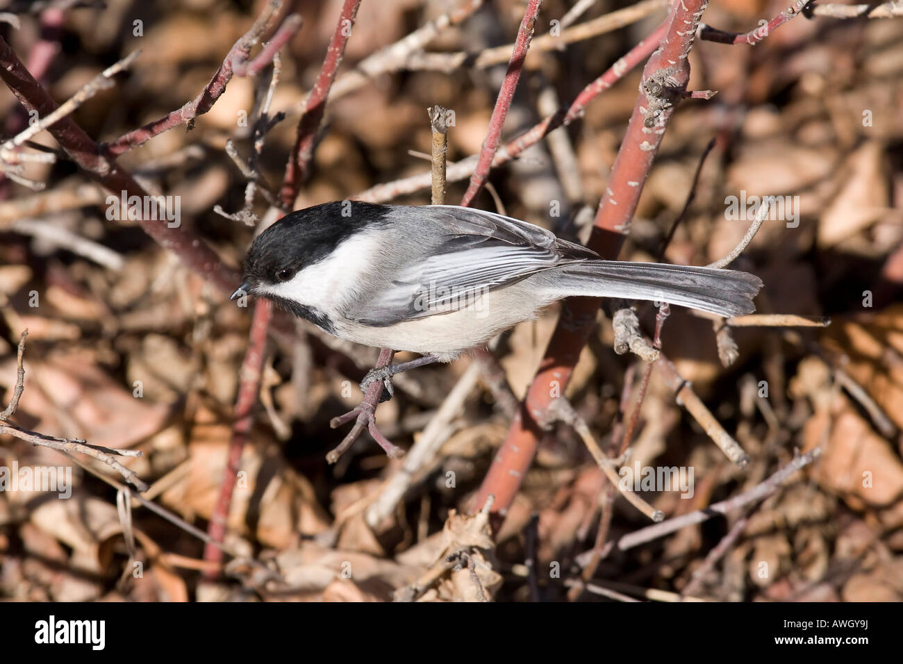 Small bird in Calagary, Alberta. Stock Photo