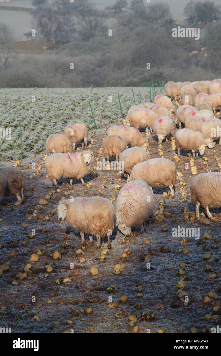 Sheep feeding on turnips hires stock photography and images Alamy
