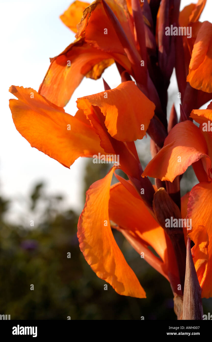 A drooping canna lily otherwise known as durban Stock Photo Alamy