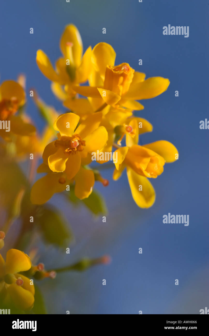 yellow Berberis darwinii shot against a brilliant blue sky Stock Photo