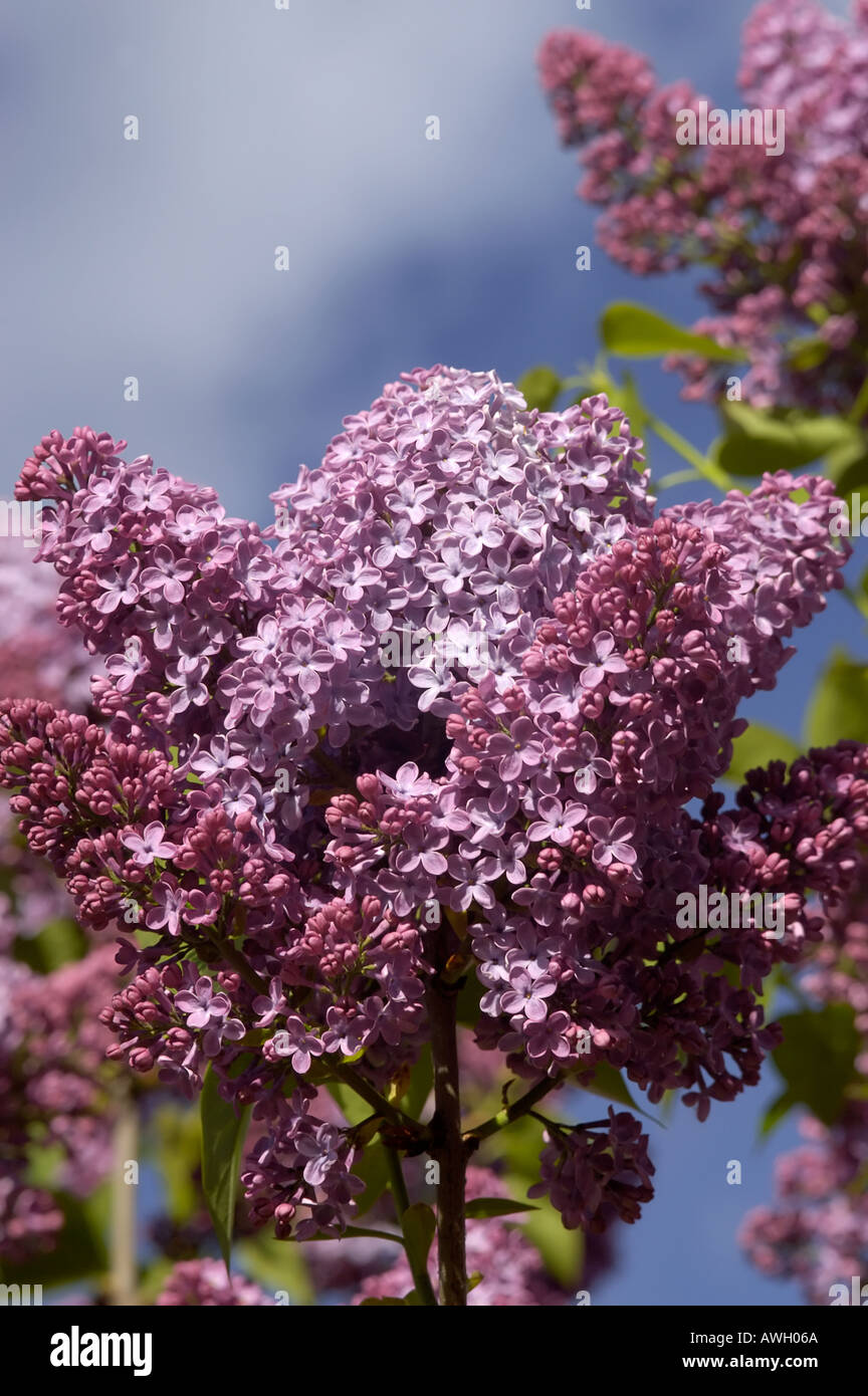 Syringa lilac purple kind of plant shot towering above the shooter Stock Photo