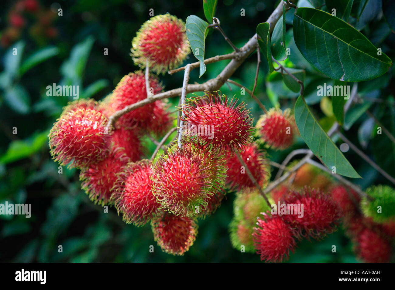 Rambutan hawaii hi-res stock photography and images - Alamy