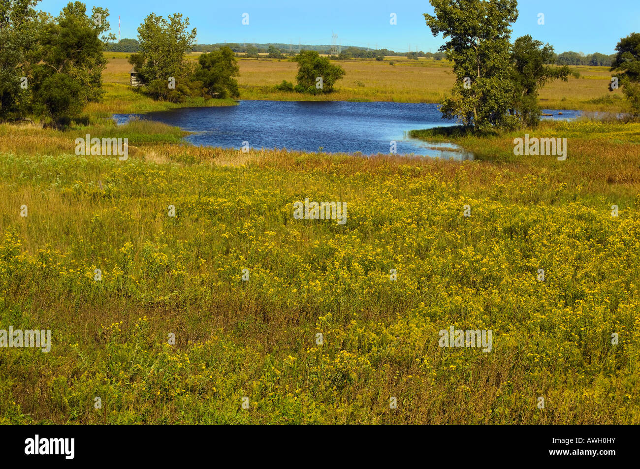 Grasses and flowers in the prairie at Goose Lake Prairie State