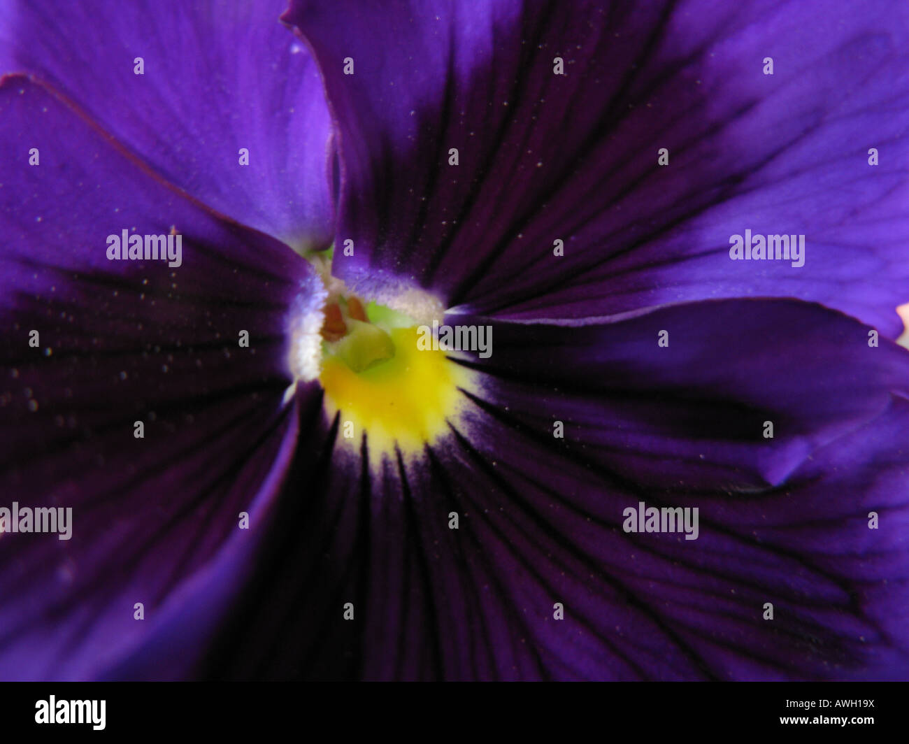 Heartsease, Wild Pansy (Viola tricolor) close up Stock Photo