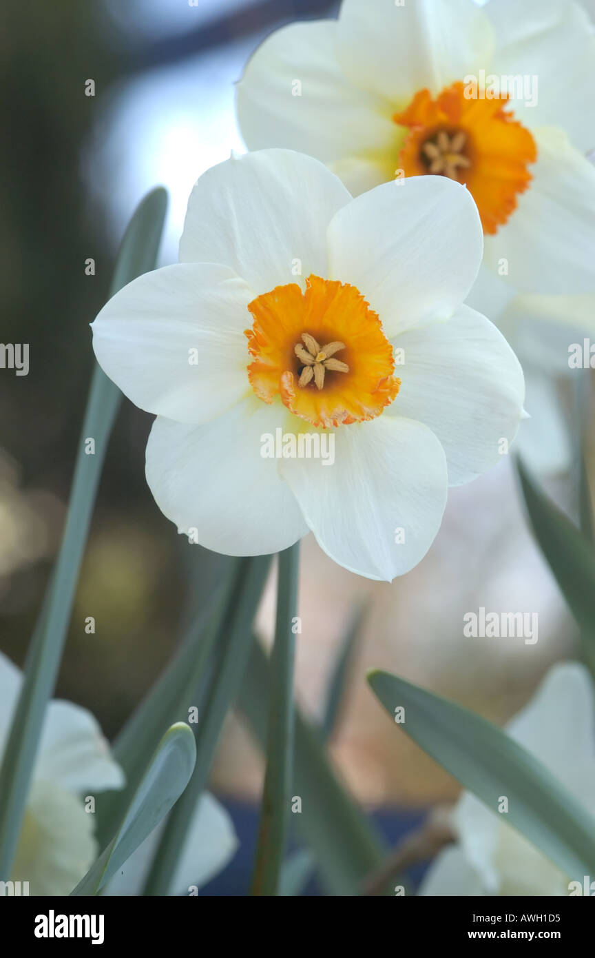 daffodil flower heads in groups of flowering plants Stock Photo Alamy