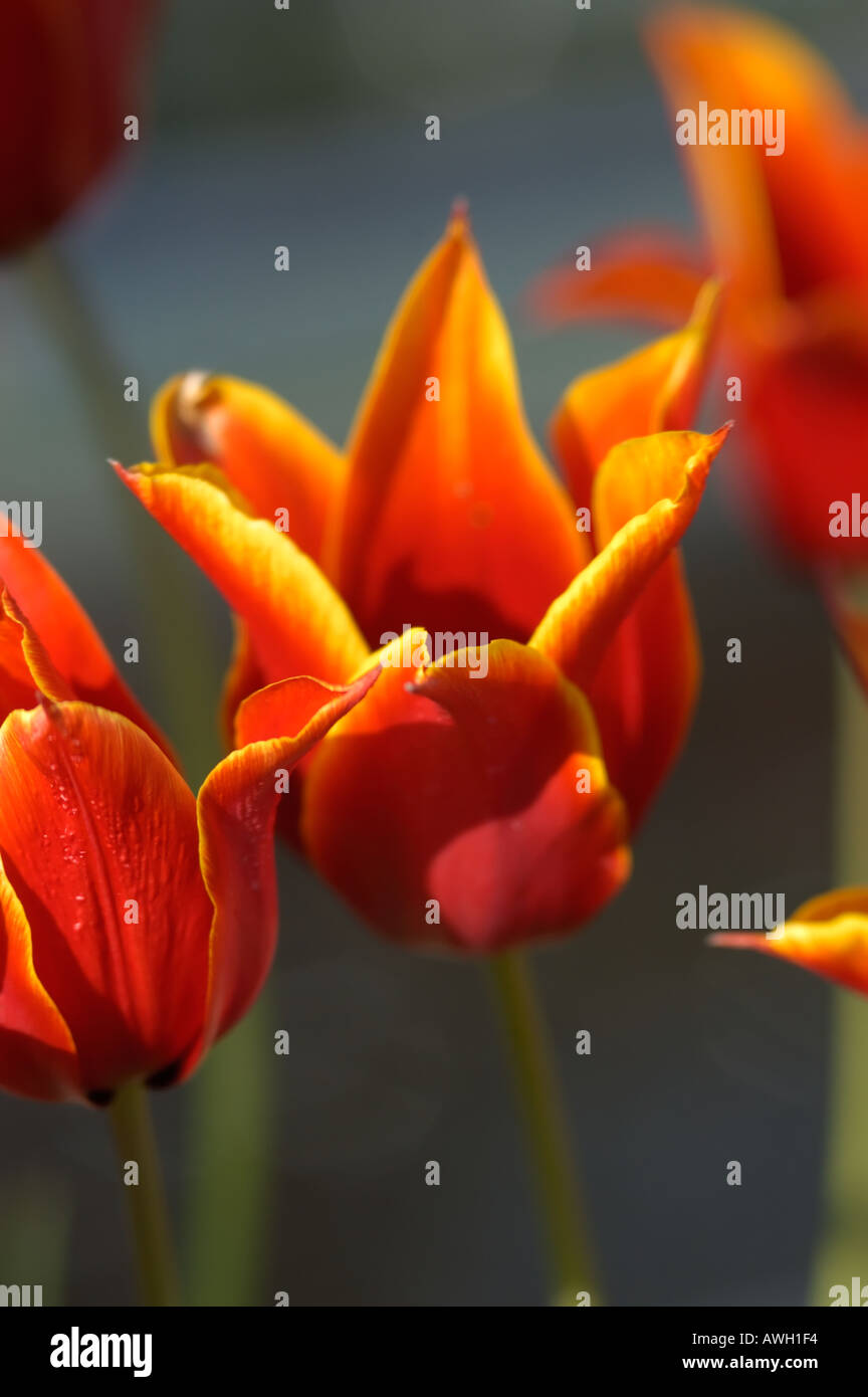 Tulip flower in red with stem half and full open Stock Photo Alamy