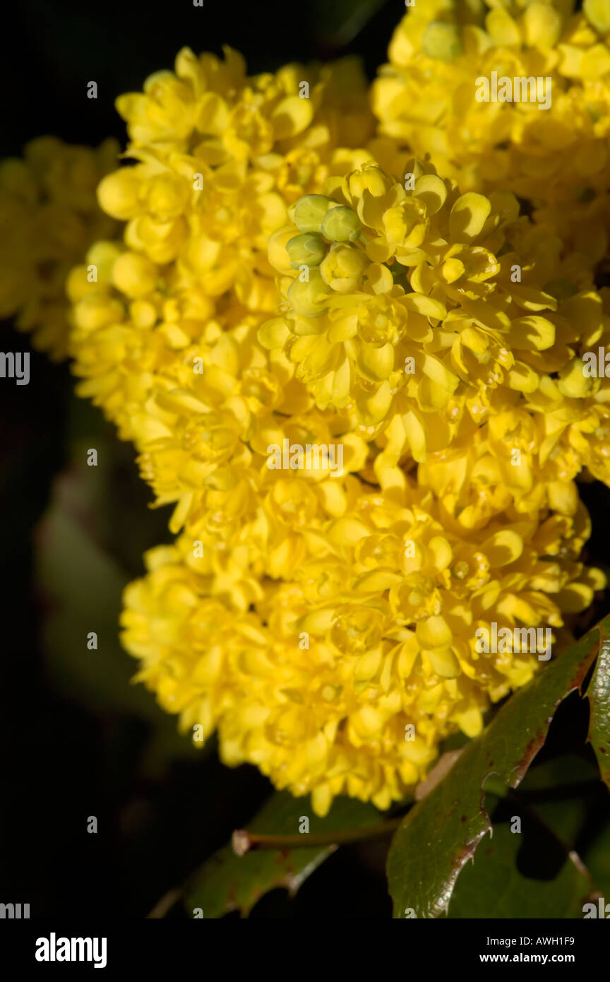 Achillea yellow flower Stock Photo