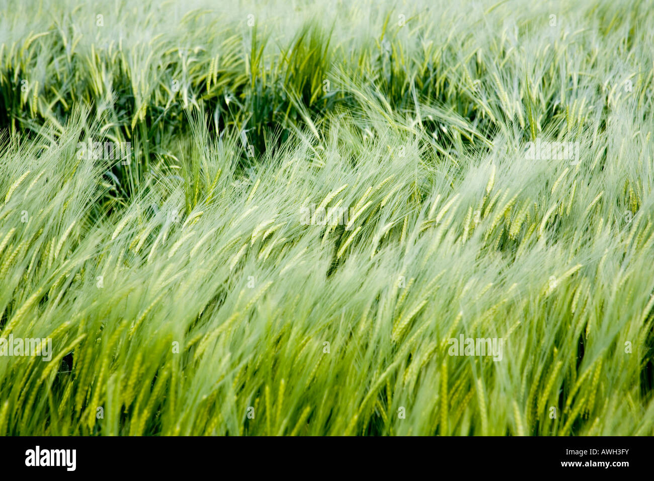 Green grass meadows fields hi-res stock photography and images - Alamy