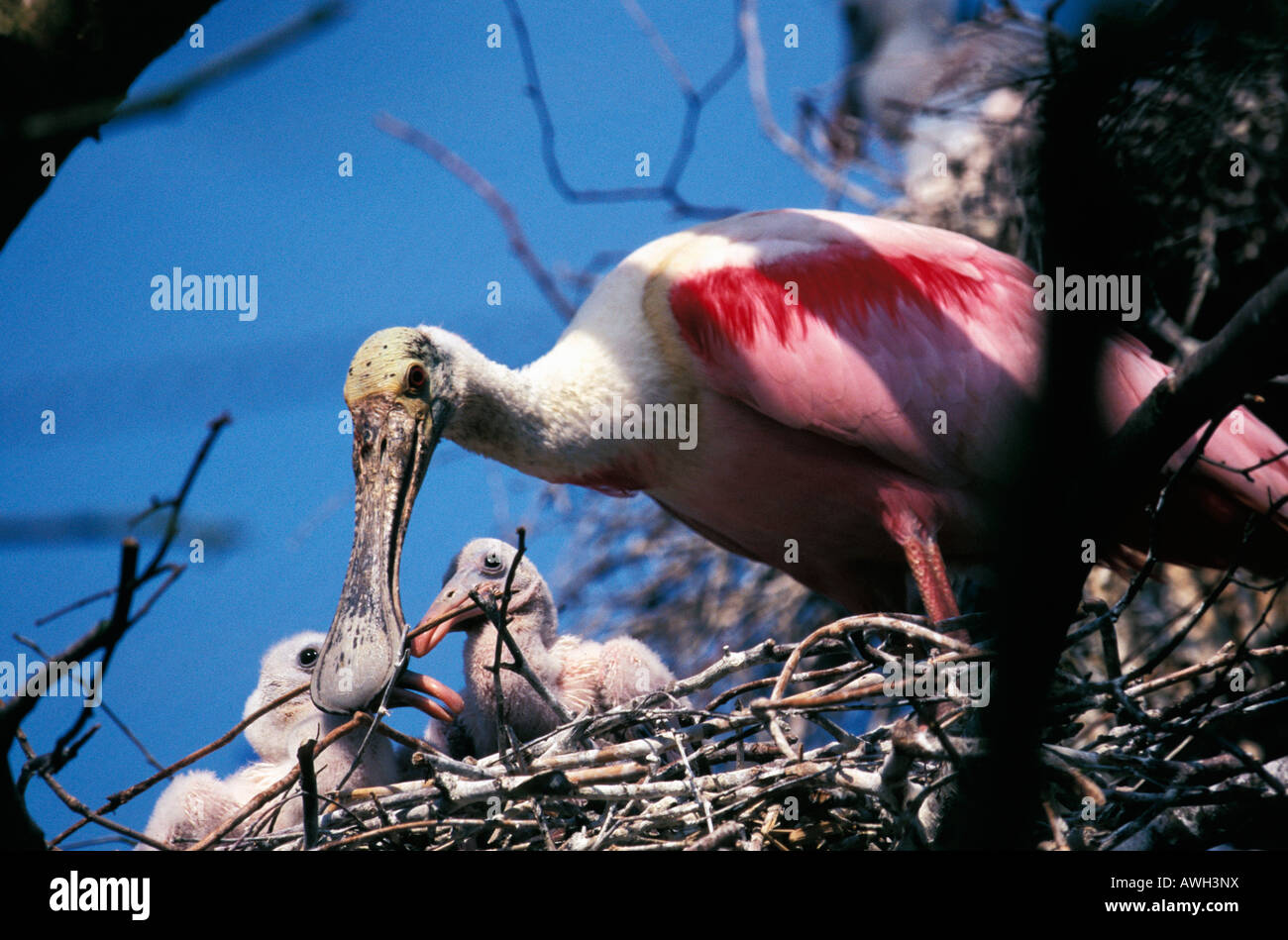 Rosaloeffler High Resolution Stock Photography and Images - Alamy