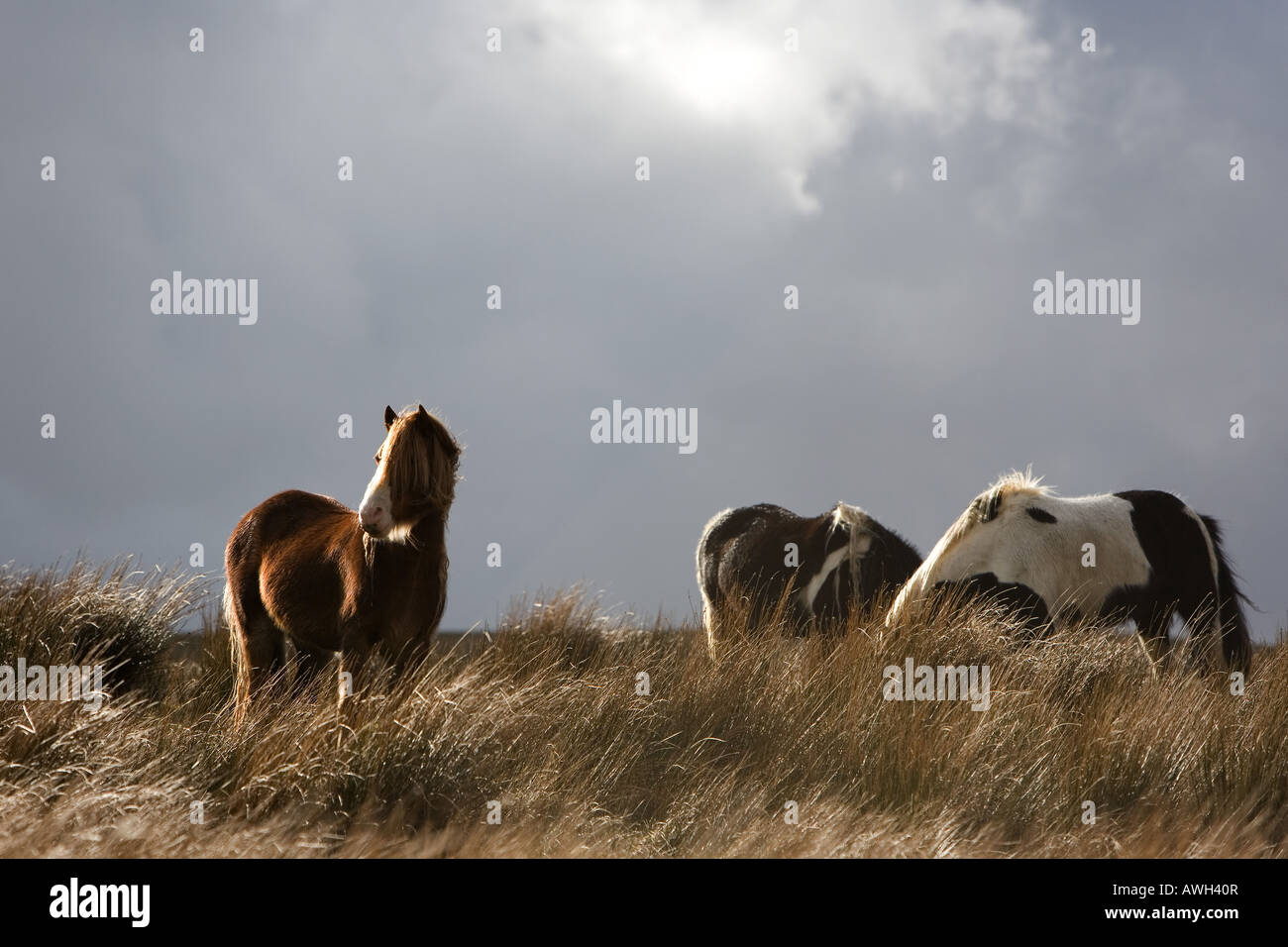 Sunlight on wild horses against a dark stormy cloudy sky. Yorkshire dales, Cumbria, England Stock Photo