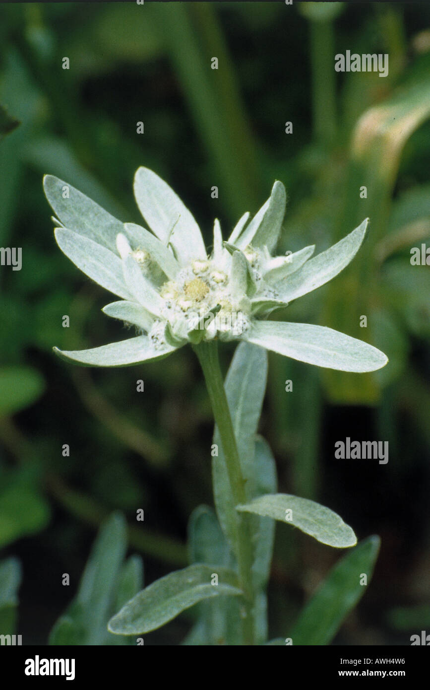 Germany, Bavarian Alps, Edelweiss flower (Leontopodium alpinum), close-up Stock Photo