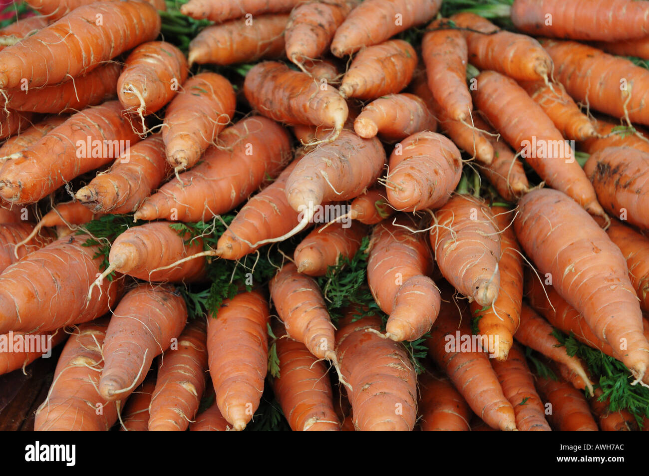 Organically grown carrots at Eumundi markets Noosa Queensland Australia dsc 8386 Stock Photo Alamy