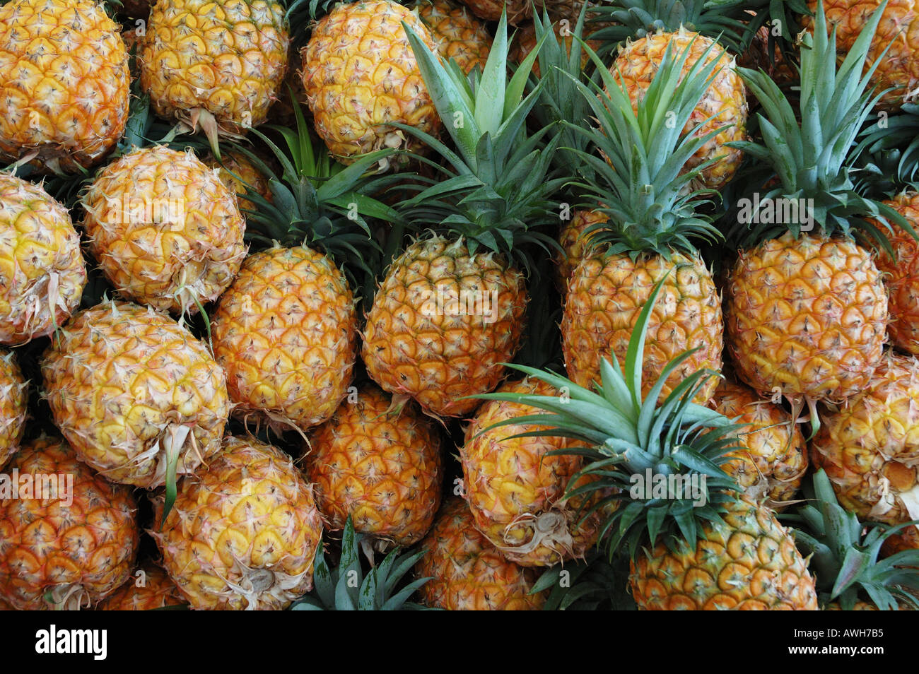 Pineapples for sale market stall Eumundi Noosa Queensland Australia dsc