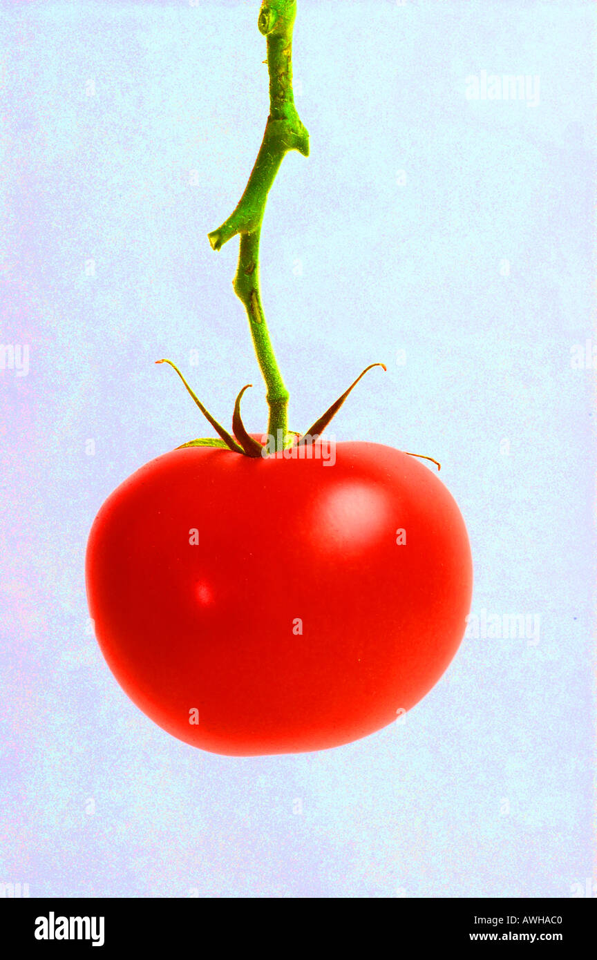 single lone tomato at the end of the vine line last hanging on dsc 9548 Stock Photo