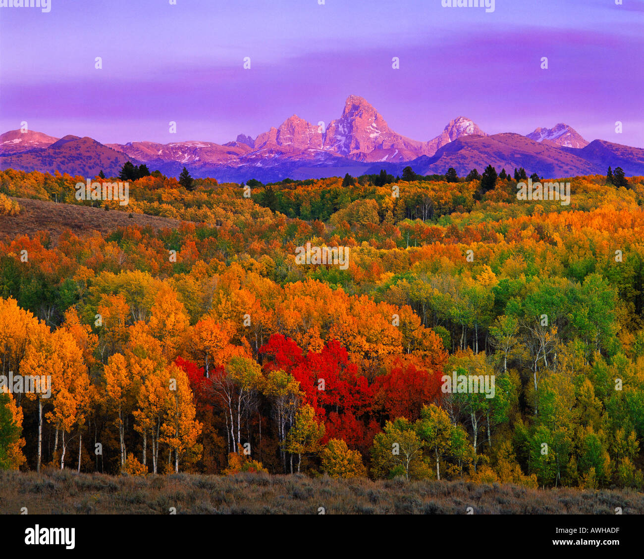 Autumn foliage with Teton Mts in background along Idaho Wyoming border