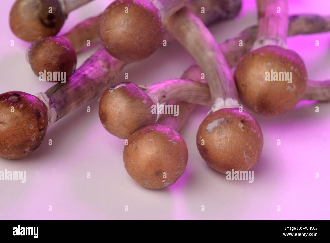 Magic mushrooms from India Stock Photo - Alamy