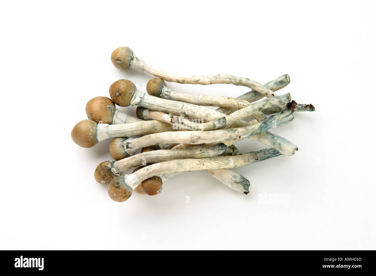 Magic mushrooms from India Stock Photo