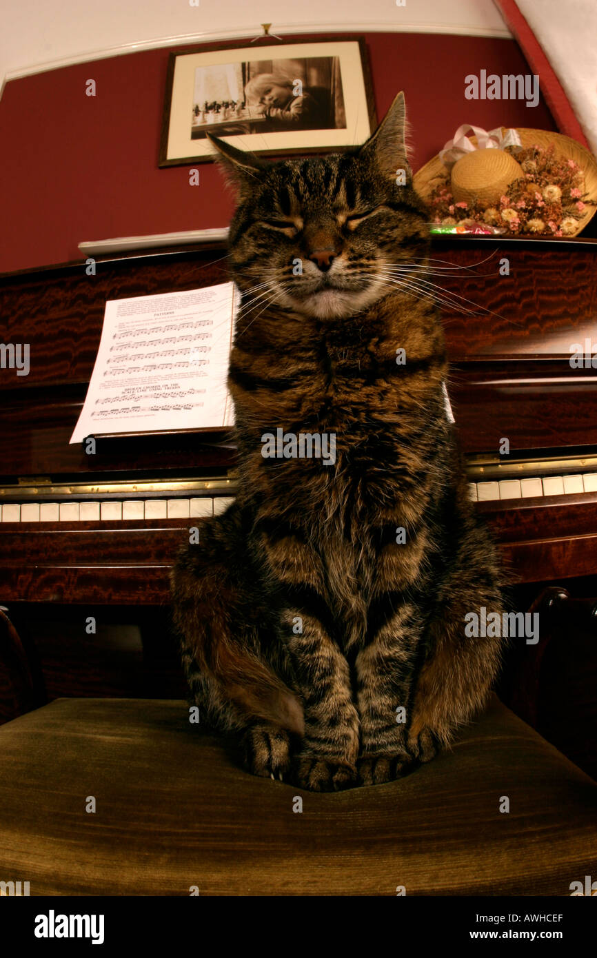 The cat that got the cream look Stock Photo - Alamy
