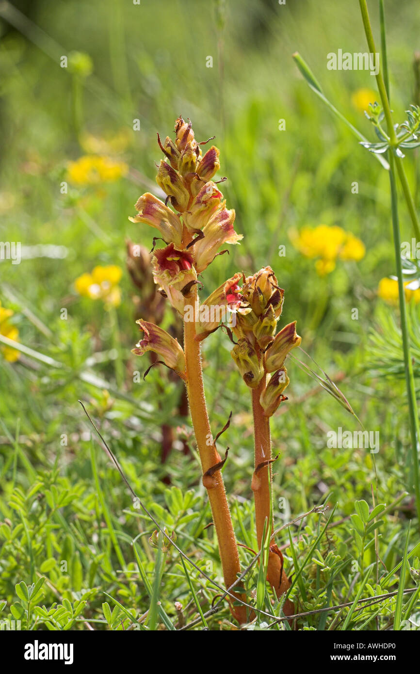 Slender broomrape Orobanche gracilis a parasitic plant growing in chalk soil near Bourges Centre Region France Stock Photo