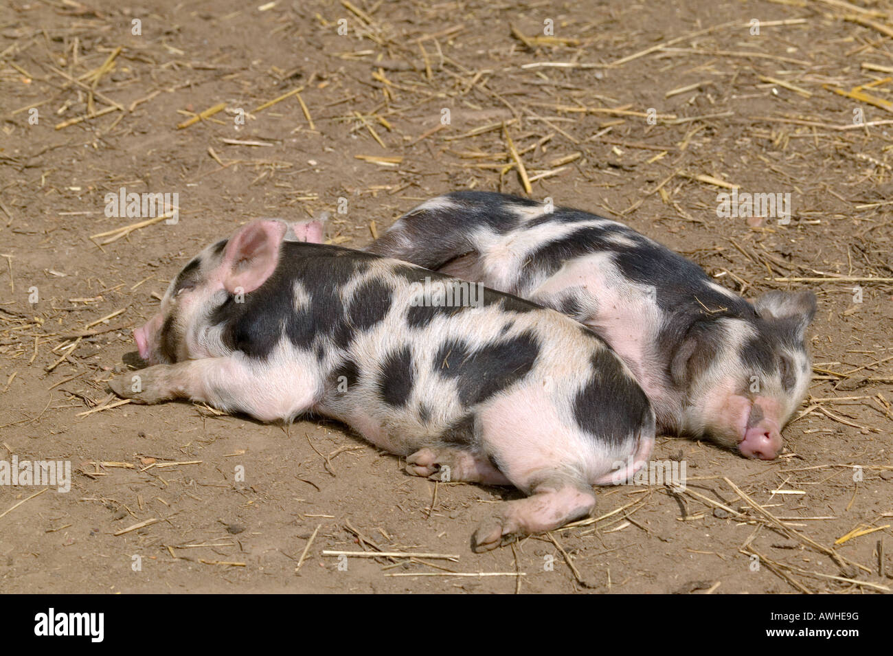 Two piglets having an afternoon snooze in the sun Stock Photo