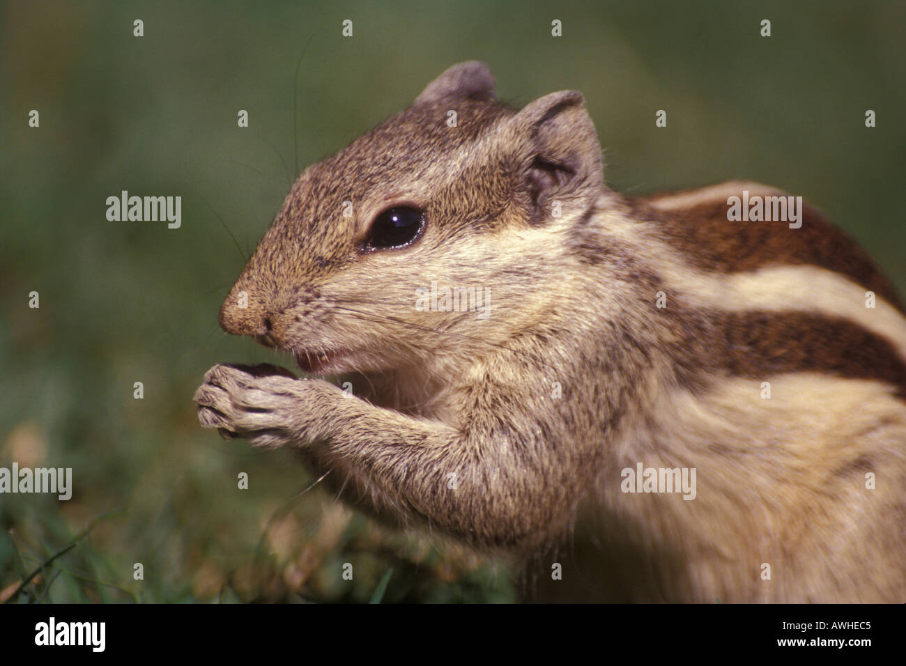 Five Stripped Squirrel Stock Photo