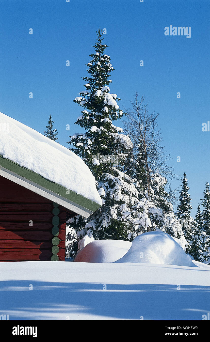 Norway, Eastern Norway, Trysil Forest, deep snow creating heavy burden for timber cottage and fur tree Stock Photo