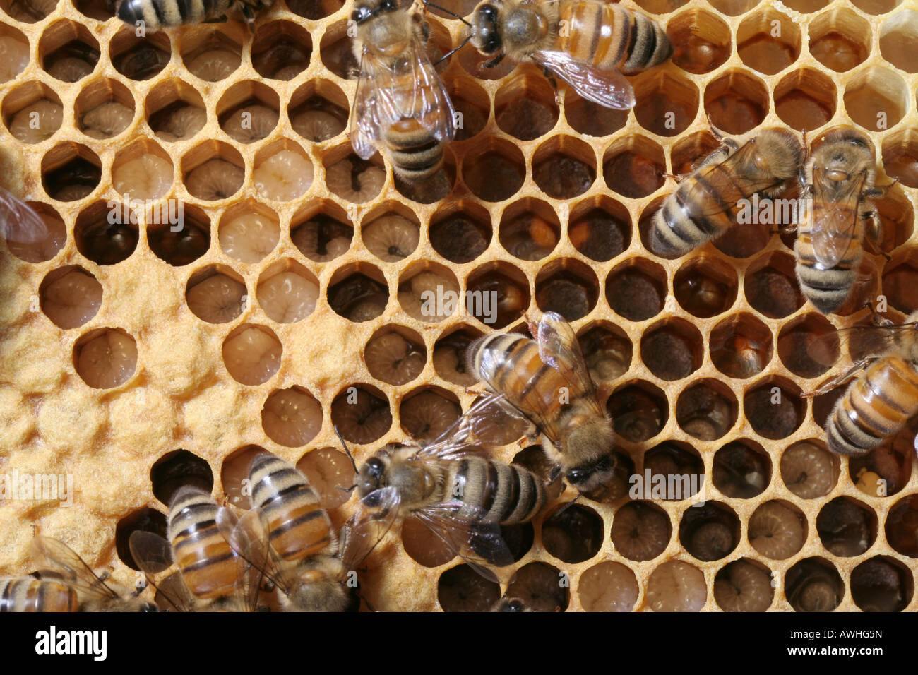 Honeybees in a hive with larvae at various stages of development and pupae Stock Photo