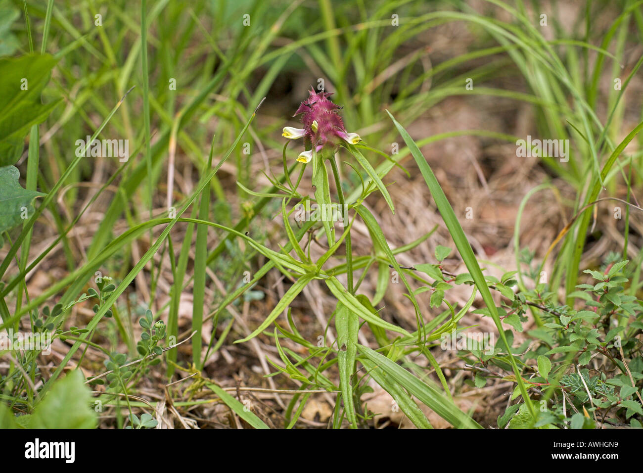 Crested cow wheat Melampyrum cristatum growing on roadside grassy bank near Bourges Centre Region France Stock Photo