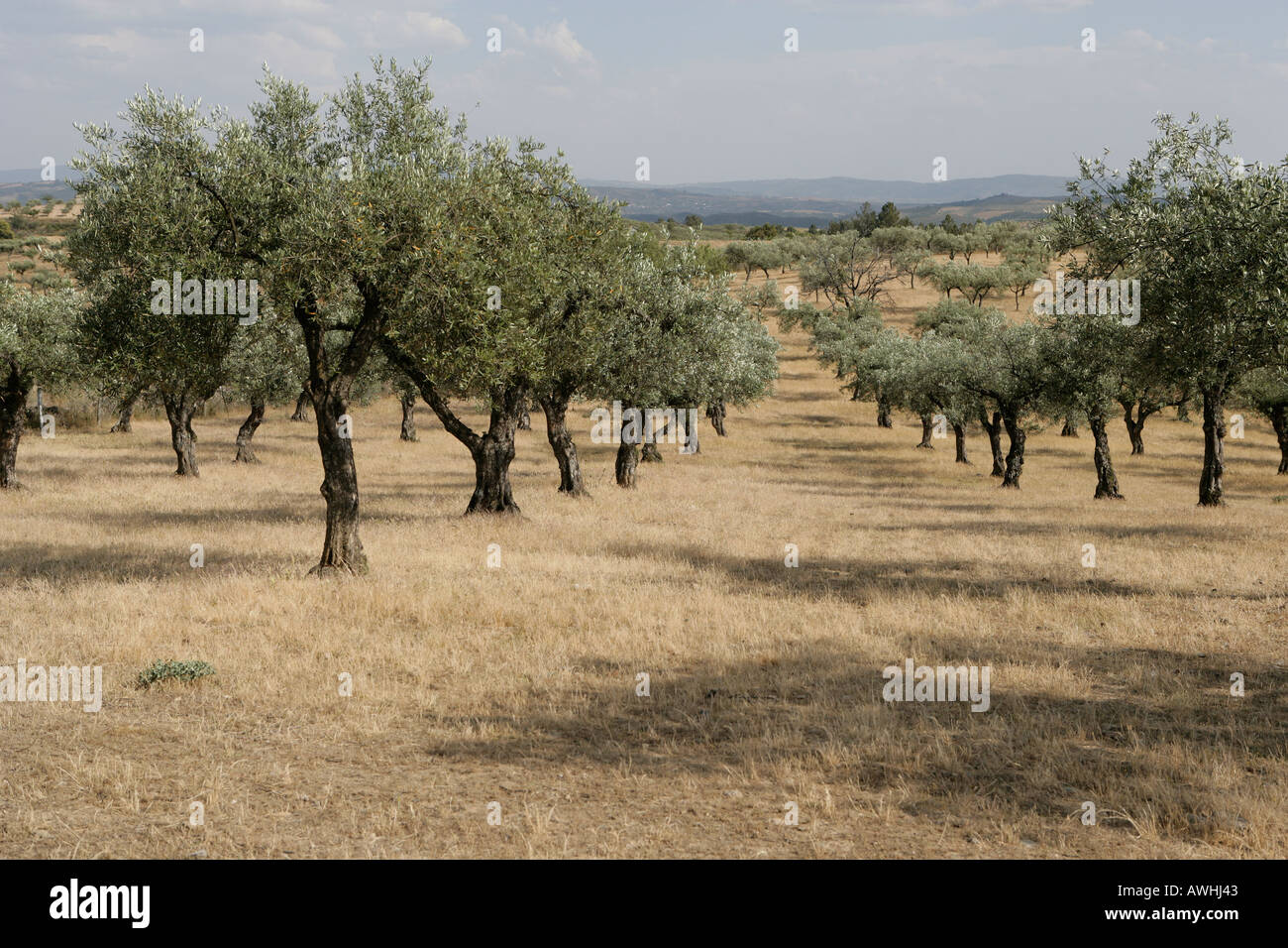 An olive orchard in north eastern Portugal near Bragança Stock Photo