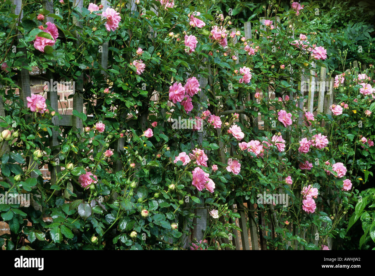 Rosa 'Chaplin's Pink Climber', pink climbing rose, fan shaped trellice, trellis, flower,  garden plant roses Stock Photo