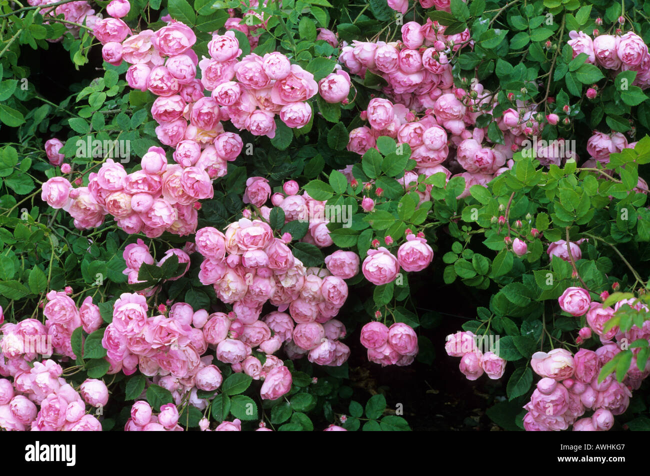 Rosa 'Raubritter', Macrantha hybrid, pink flower, rose, garden plant Stock Photo