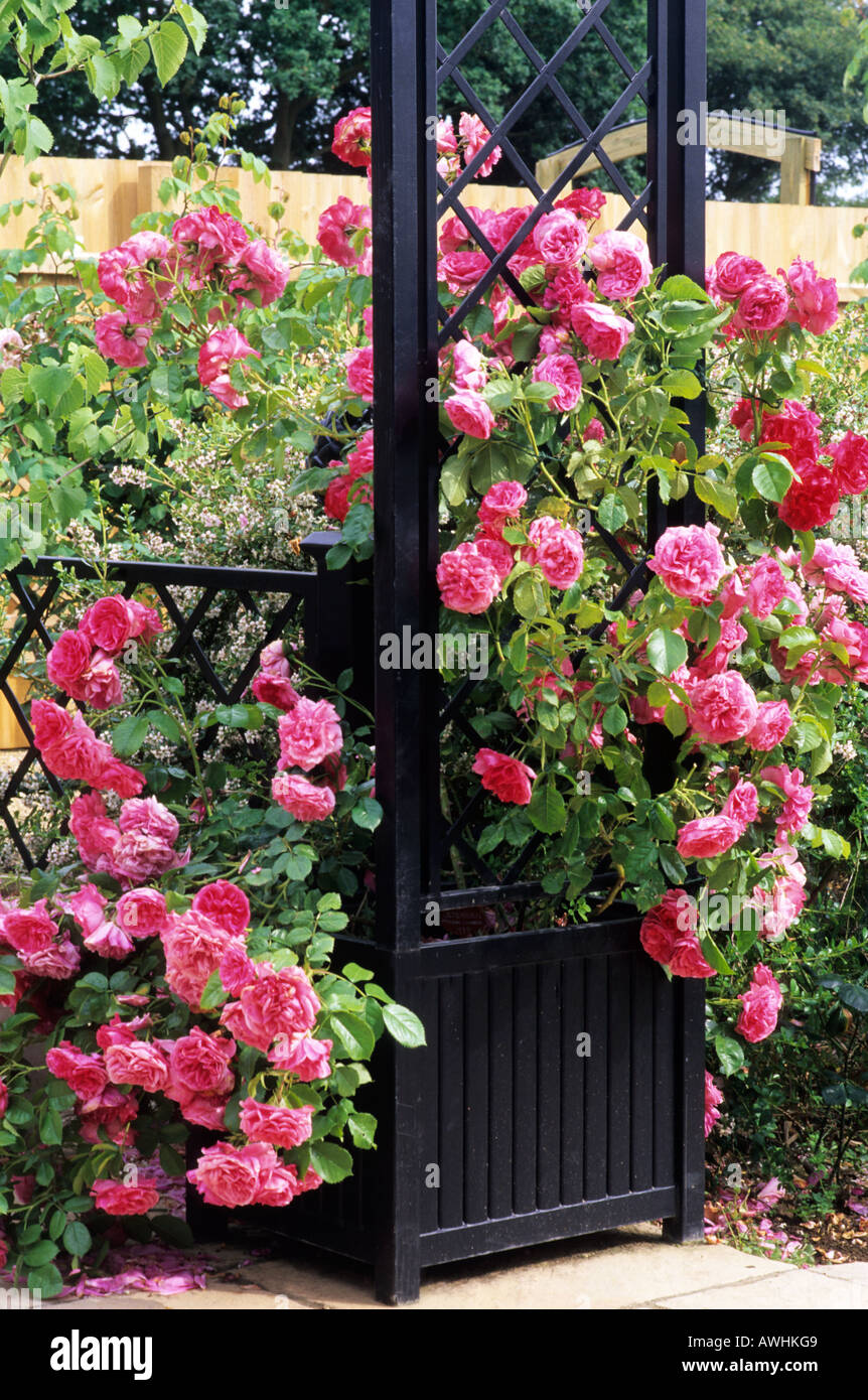 Rosa 'Rosarium Uetersen', climbing hybrid tea rose, container Stock