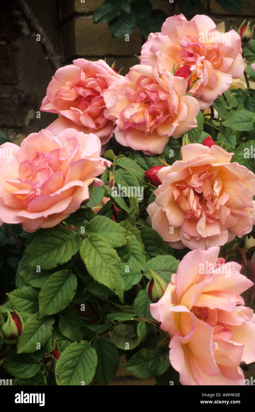 Rosa Souvenir Demadame Leonie Viennot Climbing Tea Rose Stock Photo Alamy