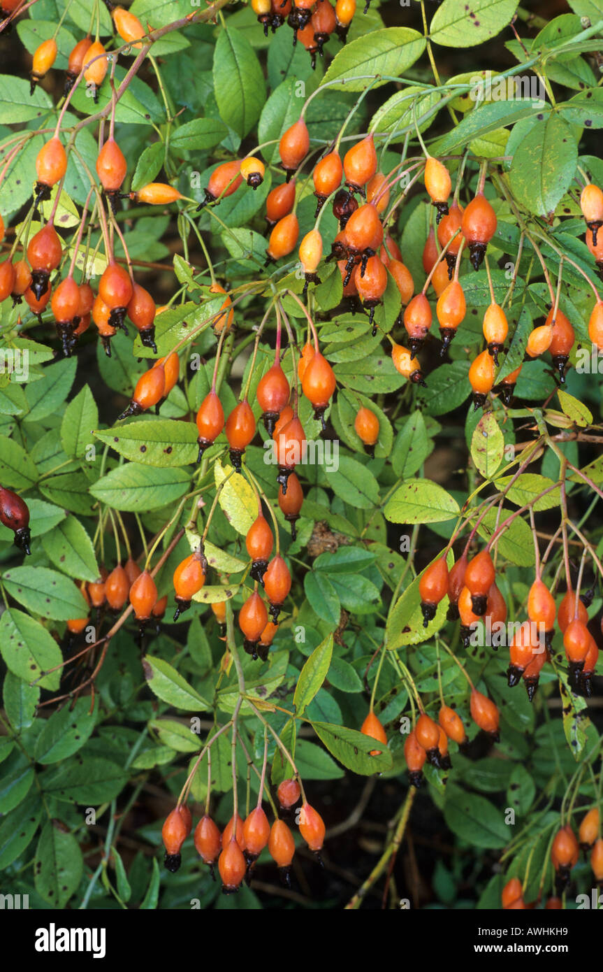 Rosa Wickwar rambler rose fruits berries Autumn Stock Photo